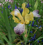 Iris variegata - NZ aus GdS-Saatgut