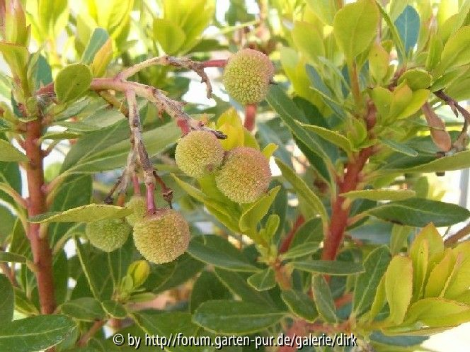 arbutus unedo
