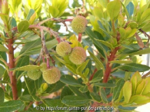 arbutus unedo