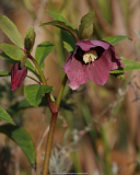 IMG_1494-rote-helleborus.jpg