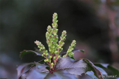 Januargarten 01