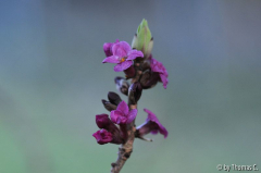 Januargarten 03
