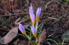 Januargarten 04
