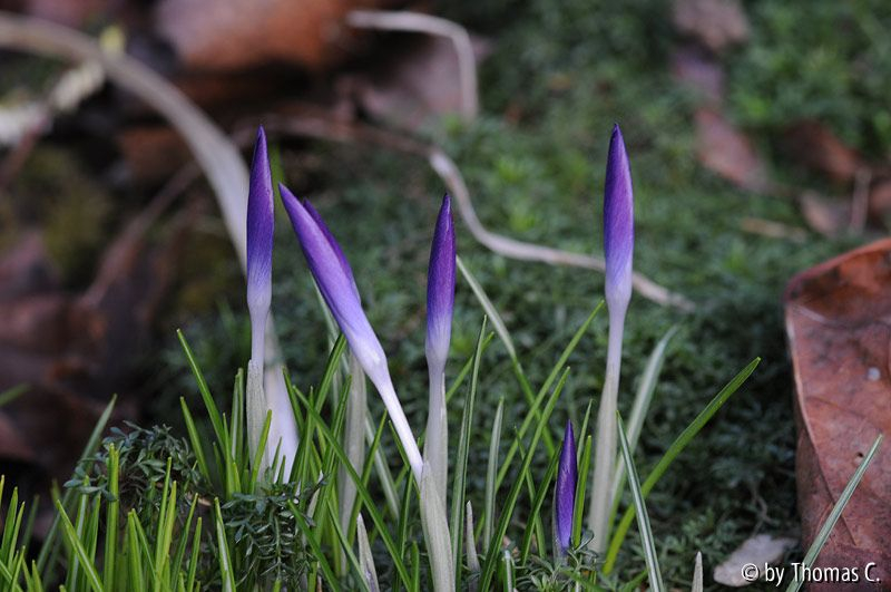Januargarten 05