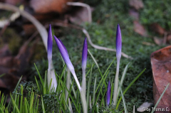 Januargarten 05