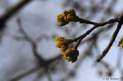 Januargarten 06