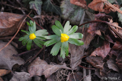 Januargarten 07