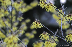 Januargarten 08