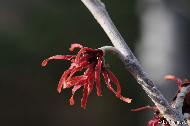 Januargarten 10