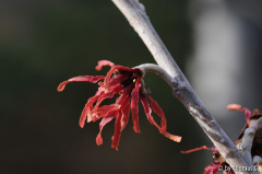 Januargarten 10