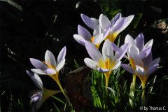 Januargarten 11