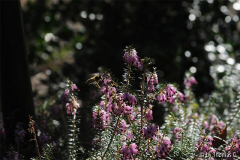 Januargarten 12