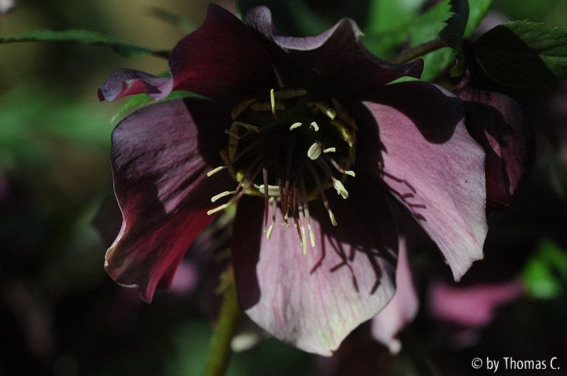 Januargarten 16