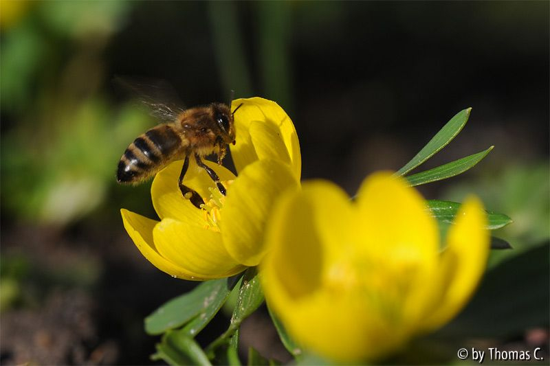 Januargarten 18
