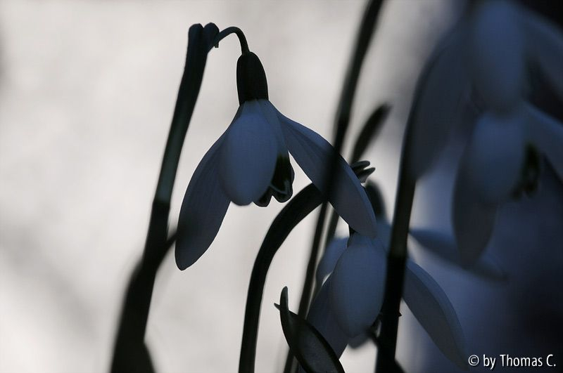Januargarten 19