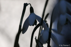 Januargarten 19