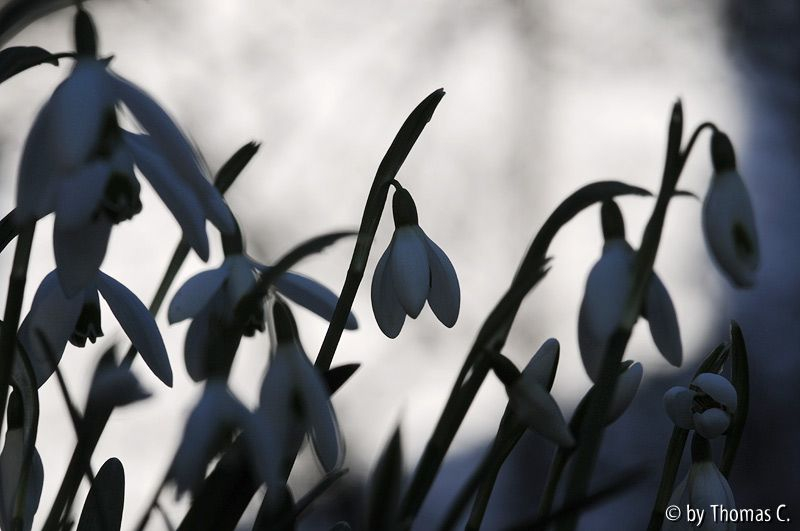 Januargarten 20