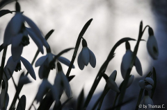 Januargarten 20