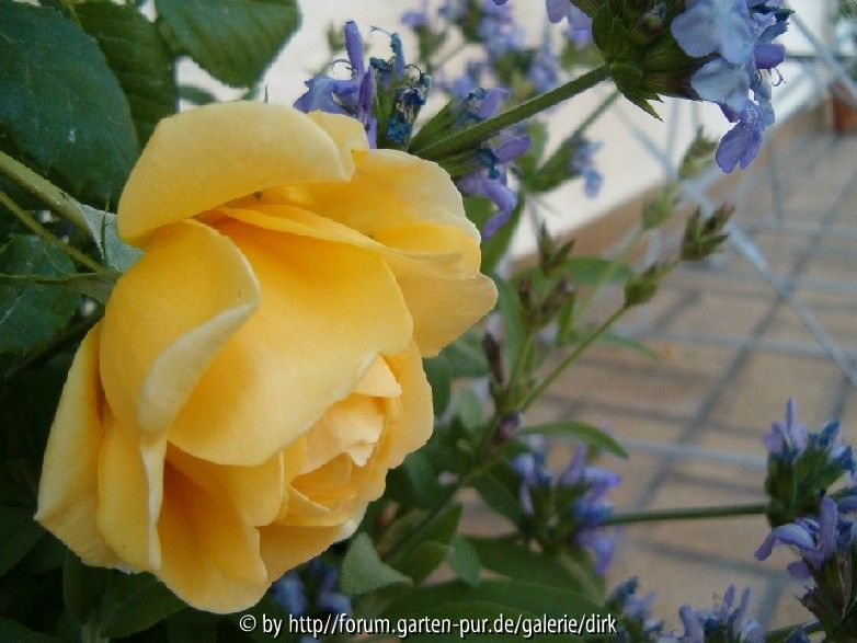 Golden Celebration und Salbei