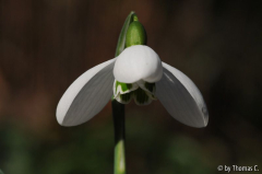 Januargarten 21
