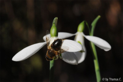 Januargarten 22