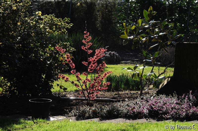 Januargarten 23