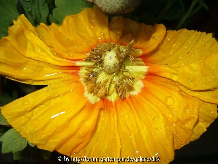 Mohn