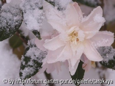 star above star im schnee