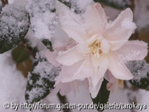 star above star im schnee