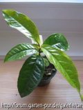 C.amplexicaulis jungpflanze