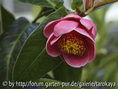 C.amplexicaulis blüte (fischer)