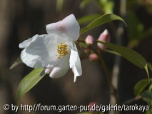 C.cuspidata