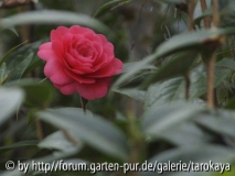 C.edithea