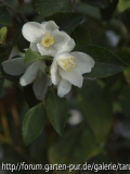 C.lutchuensis