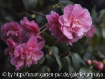 C.maliflora