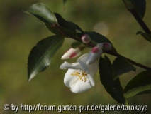 C.nokoensis blüte