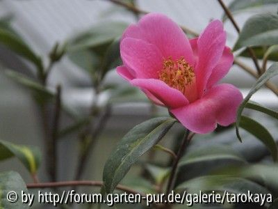 C.saluenensis