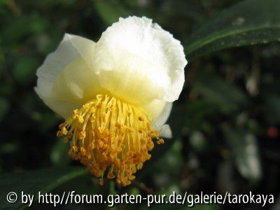 C.sinensis