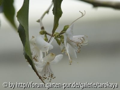 C.tsaii