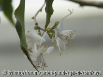C.tsaii
