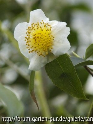 C.yunnanensis