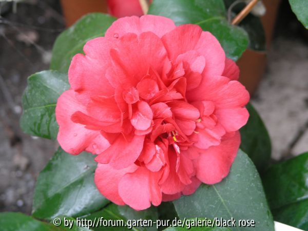 C. jap. Alteiflora