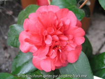 C. jap. Alteiflora