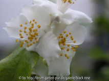 C. cuspidata