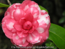 C. jap. Imbricata