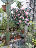 C. hyb. Margot Pfl.1