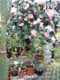C. hyb. Margot Pfl.