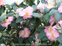 C. hyb. Margot