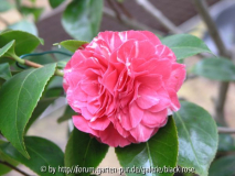 C. jap. Orandako