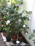 C. hyb. Willi Pfl.